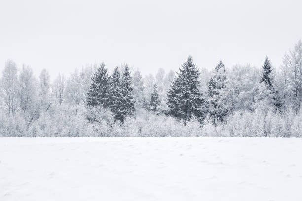 istock Nice winter day after blizzard. Tree branches are snow covered. 646827682