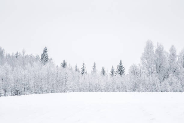 istock Nice winter day after blizzard. Tree branches are snow covered. 646827722