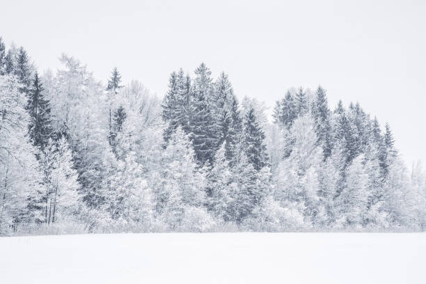 istock White snowy countryside forest. Tree branches are snow covered. 646828254