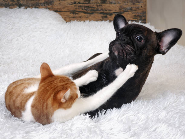 борьба кошка собака - cat fight стоковые фото и изображения