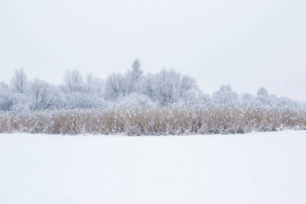 White snowy countryside forest. Tree branches are snow covered.
