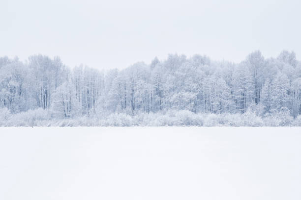 istock White snowy countryside forest. Tree branches are snow covered. 646829148