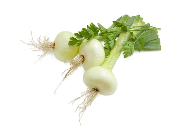 istock Three young bulb onion with the twig of parsley 646829350