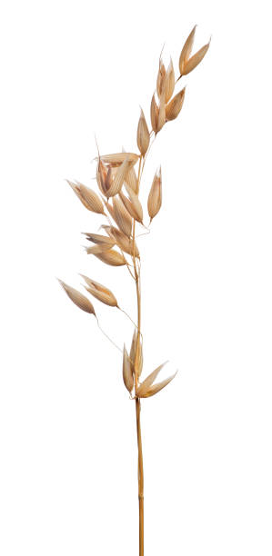 istock isolated on white light brown ear of oat 646832198