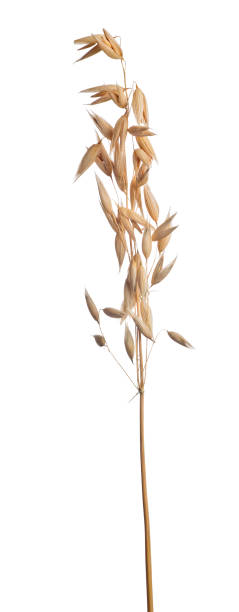 istock isolated light brown ear of oat 646832204