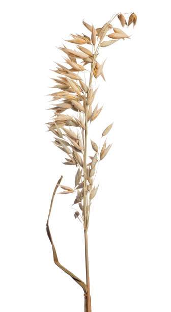 istock isolated on white dry brown ear of oat 646832214