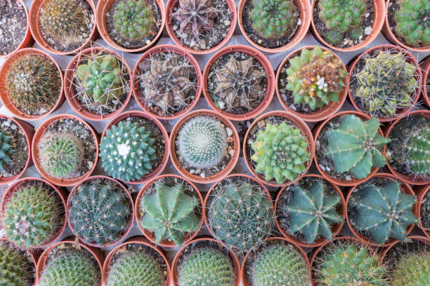 istock Different types of cactus plants in pot 646832494