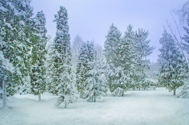 Frozen fir trees. Winter beautiful frozen  landscape