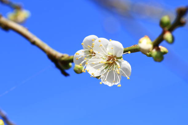 The shiny white plum blossom is under the blue sky.