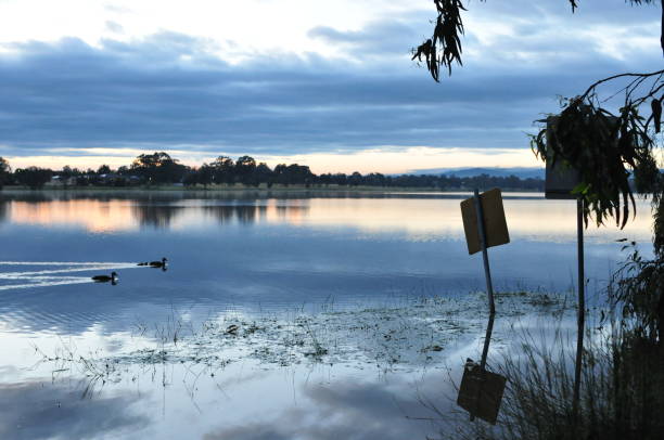 istock Ducks swimming in the lake 646832900