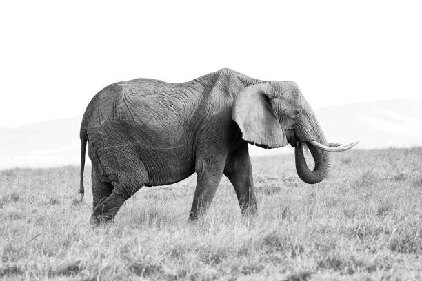 istock Elephant female eats grass on the African savannah 646836994