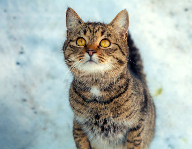 istock cat walking in the snow 646840994