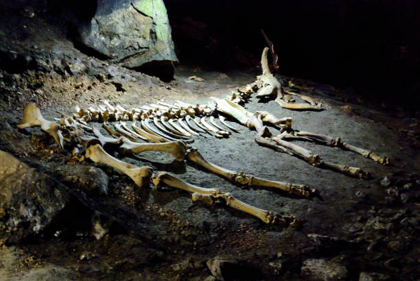 istock Skeleton in a cave of an ancient animal. 646844182