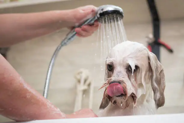 Photo of Bathing a dog