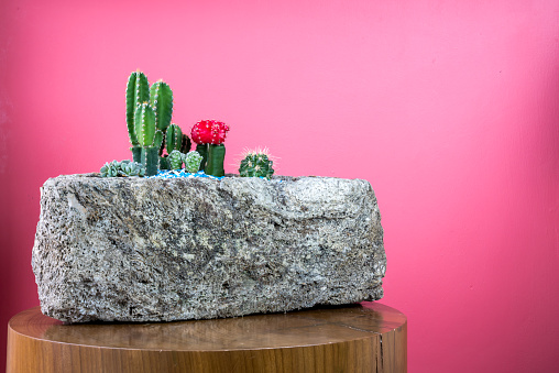 Still life of Cactus plants decoration on natural pottery rock over pink colorful wall background