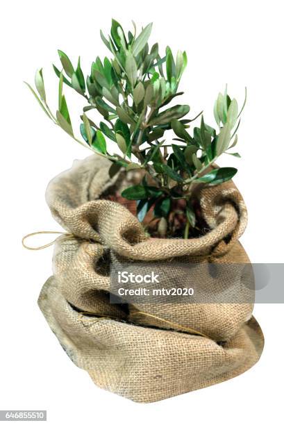 Kleinen Olivenbaum Stockfoto und mehr Bilder von Baum - Baum, Blatt - Pflanzenbestandteile, Bonsai