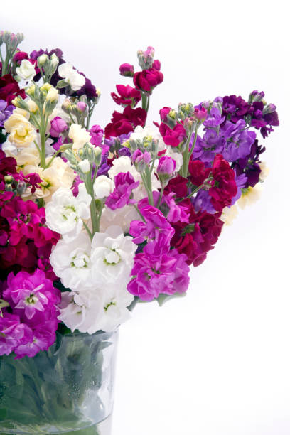 istock beautiful bouquet of mixed Matthiola's 646860586
