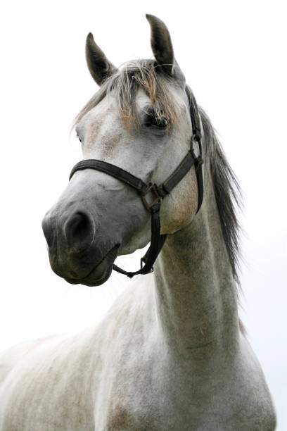 istock Peaceful arabian stallion posing on pasture springtime 646860834