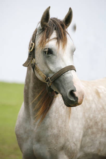 istock Beautiful gray shagya arabian foal posing on pasture 646860840