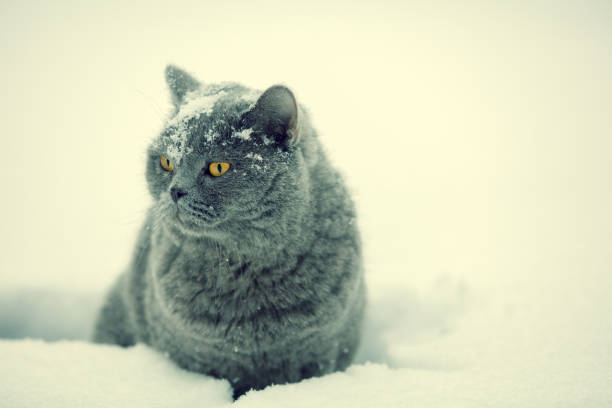 istock Blue British Shorthair cat walking in the snow 646867292