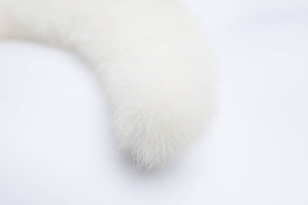 istock closeup Tail of a white cat 646867350