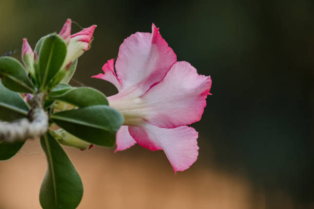 istock beautiful azalea flowers in the garden. 646867626