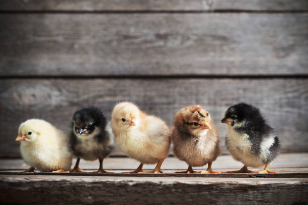 istock little kid chick standing on wooden background 646868702