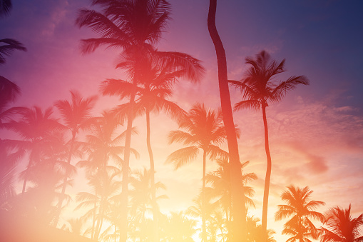 orange sky over coconut island at red sunset