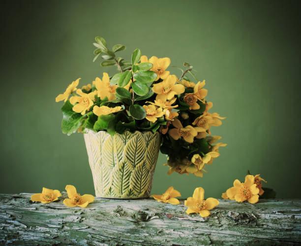 istock Still life with yellow spring flowers 646869636