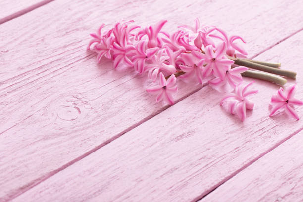 fresh flowers hyacinths on wooden background