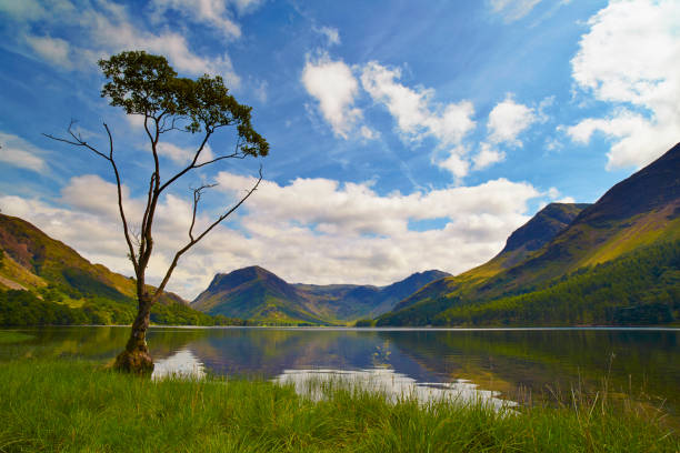 View Through Tree Over Ullswater with Fallen Trees, Woodland and Lake
