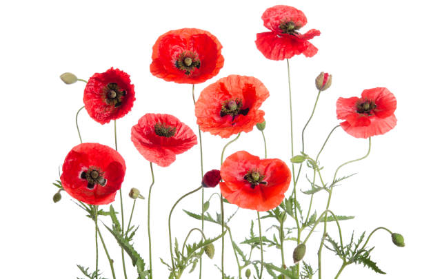 istock red poppies isolated on white background 646880242