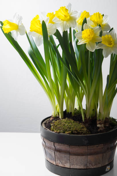 istock Narcissus - spring yellow-white flower 646880762