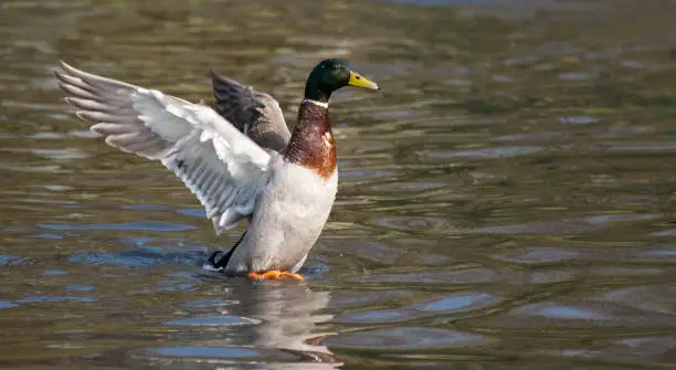A male Mallard landing on a lake