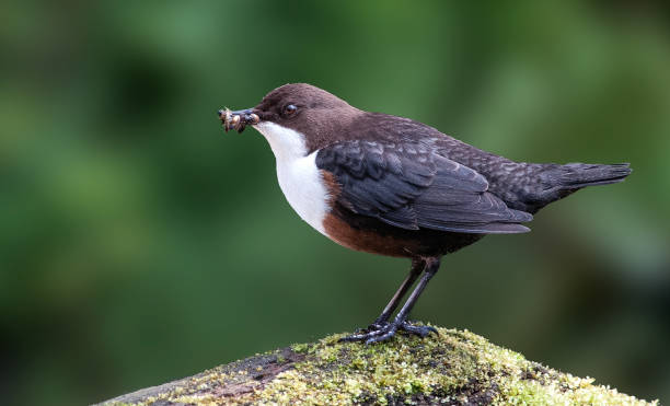Dipper A Dipper on a rock with insects cinclidae stock pictures, royalty-free photos & images
