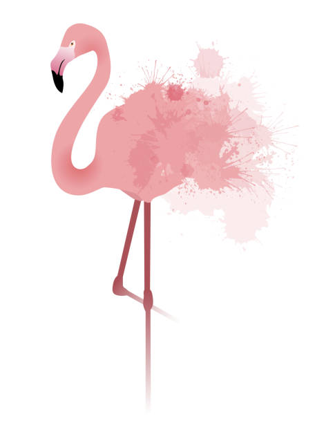 ilustrações de stock, clip art, desenhos animados e ícones de vector illustration of pink flamingo - 2546