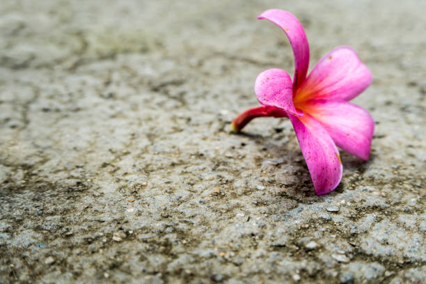 istock Pink flowers fall on concrete floor 646884474