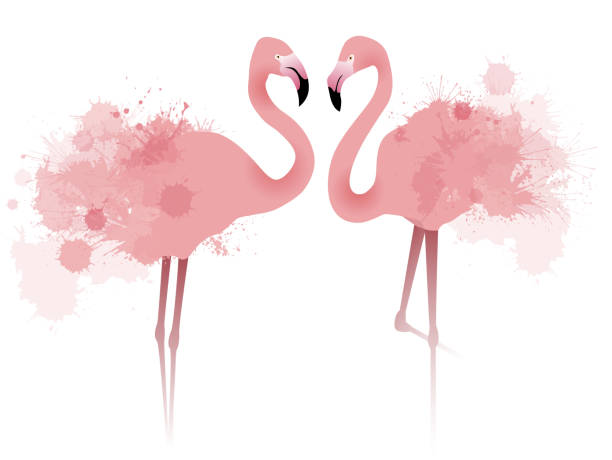 illustrations, cliparts, dessins animés et icônes de illustration vectorielle de flamants roses de couple - 2548