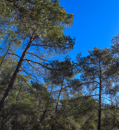 Cyprus endemic pine forest. Troodos mountains pine woods. Native flora of Cyprus island