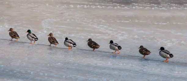 A row of Ducks walking on a frozen lake