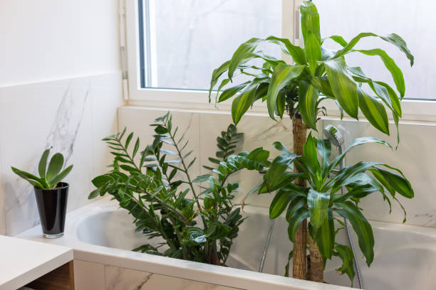 Watering and washing indoor plants stock photo