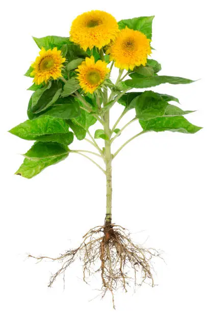 Real environmentally friendly field sunflower with roots and flowers.  Isolated studio shot