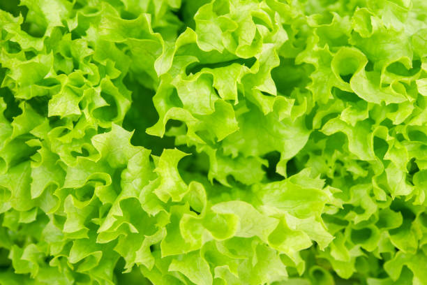 istock background with fresh leaf of salad  closeup 646893328