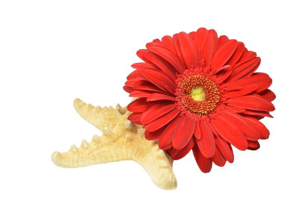 Composition of red gerbera flowers flower and starfish. Isolated on white background