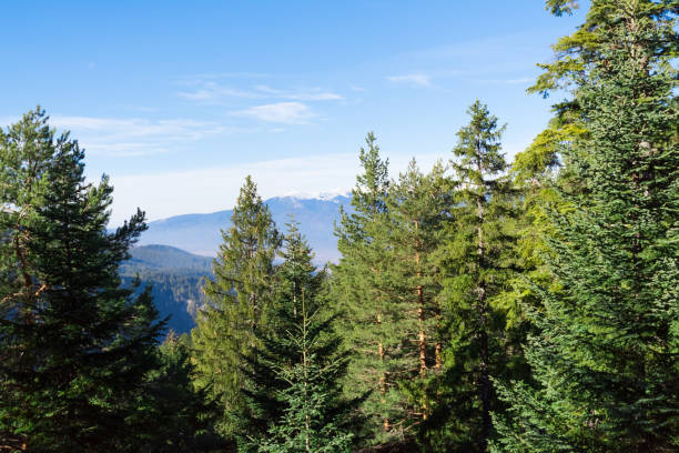 istock panoramic view of the mountains in winter green pine forest from a height 646899758