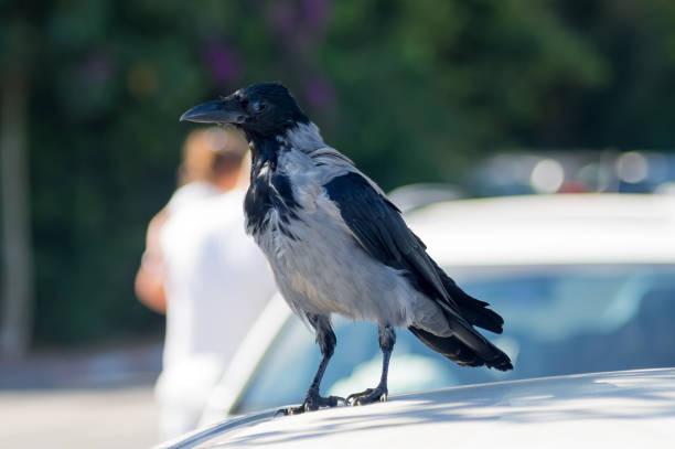 istock Hoodie, Corvus cornix, Corvus corone cornix, close-u. by car. 646906672