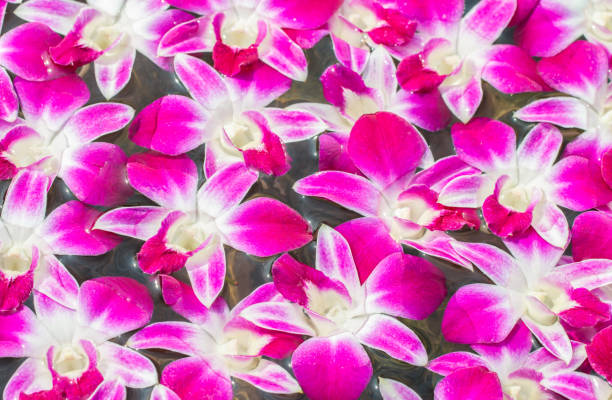 istock Purple orchid, Dendrobium floating on the water. 646908004