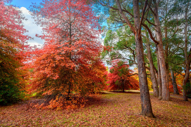 istock Autumn park with colourful trees 646911784