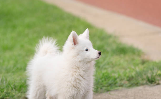 Purebred Japanese Spitz dog portrait Purebred Japanese Spitz dog portrait in outdoors spitz type dog stock pictures, royalty-free photos & images