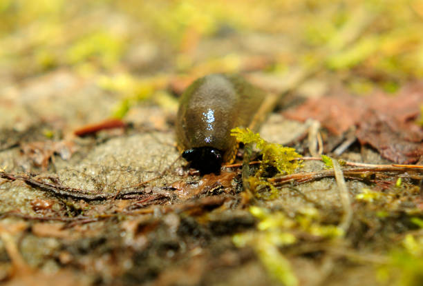 istock Spanish slug invasion in garden 646914132